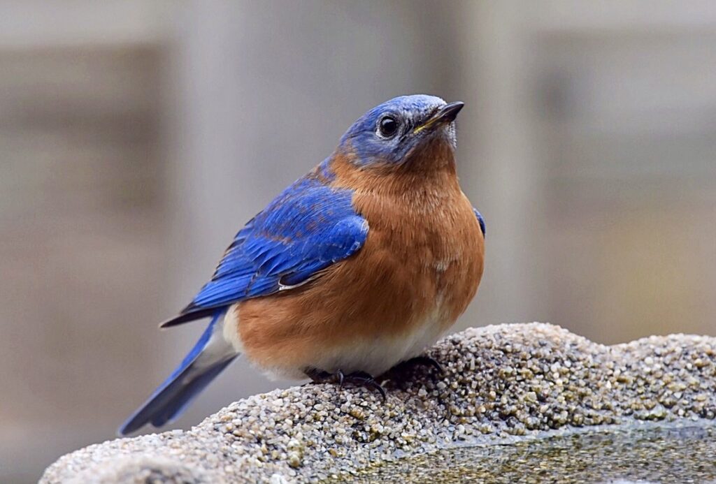 bluebirds in water