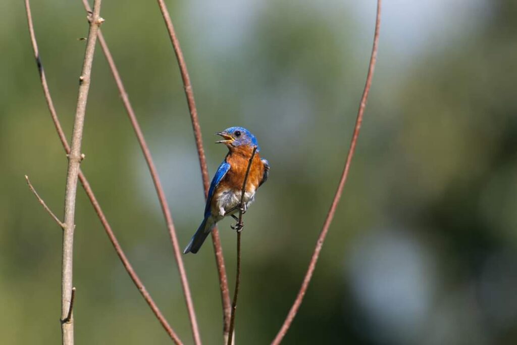 chattanooga bluebird on branch